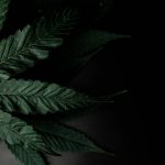 WNBA Removes Marijuana From Banned Substances List And Sets Rules For Player ...