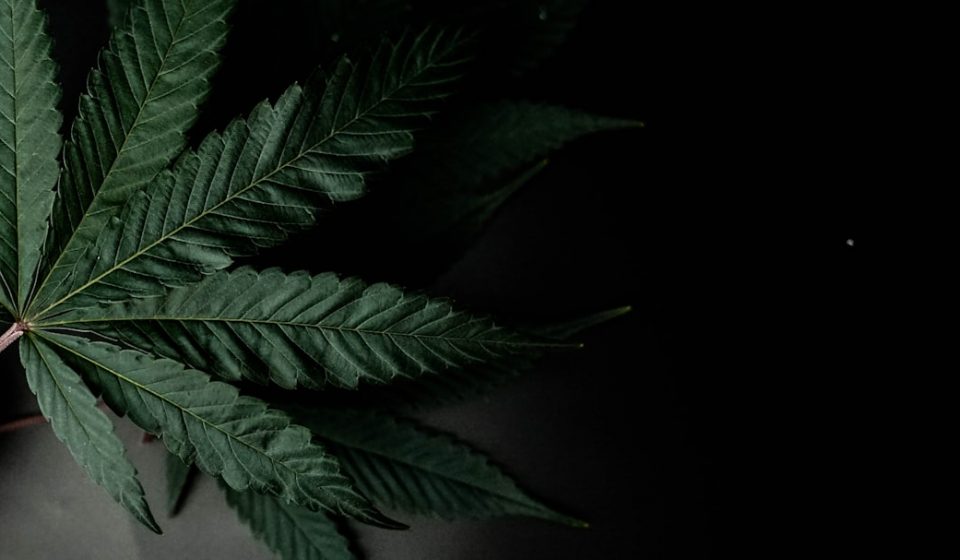 WNBA Removes Marijuana From Banned Substances List And Sets Rules For Player ...