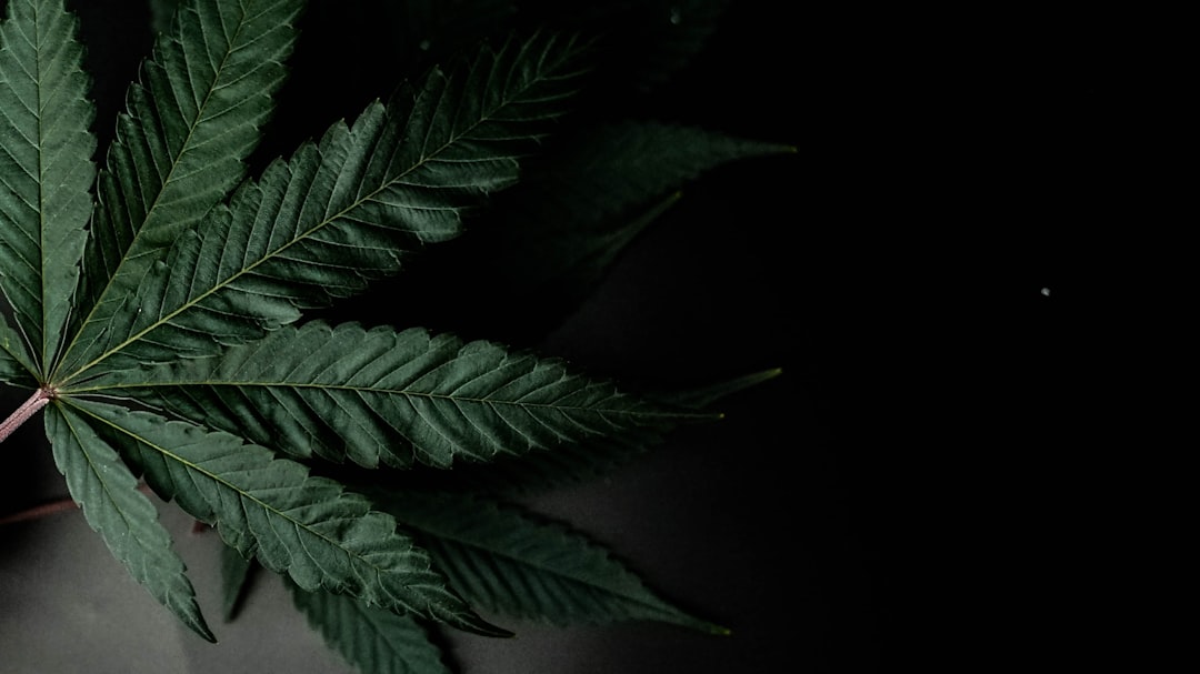 WNBA Removes Marijuana From Banned Substances List And Sets Rules For Player ...