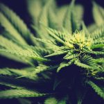 Our New Study Shows That The Science Of Cannabis And Sleep Extends Beyond THC (Op-Ed)