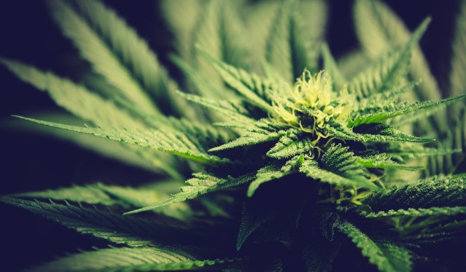 Our New Study Shows That The Science Of Cannabis And Sleep Extends Beyond THC (Op-Ed)