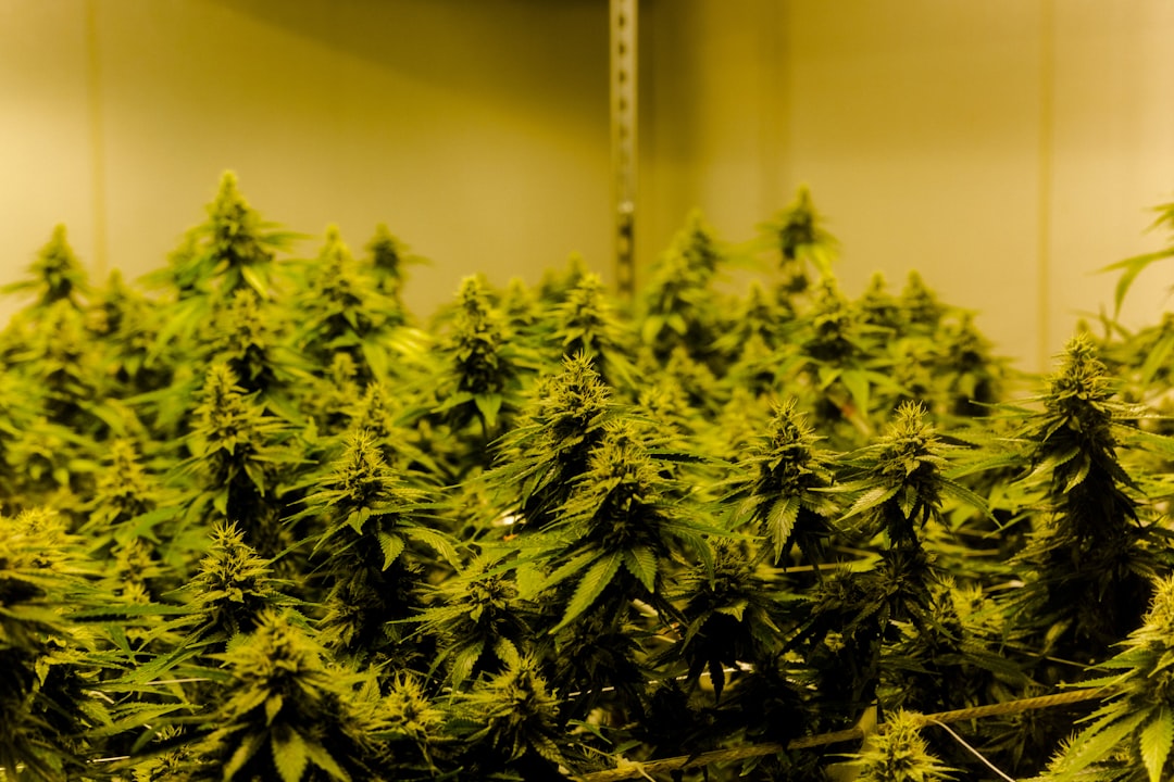 CED Clinic: Personalized Cannabis Medicine 361 Schedules of Controlled Substances: Placement of Diphenidine in Schedule I