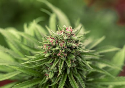 University of Arizona Researchers Find Cannabis Terpenes May Alleviate Fibromyalgia and ...