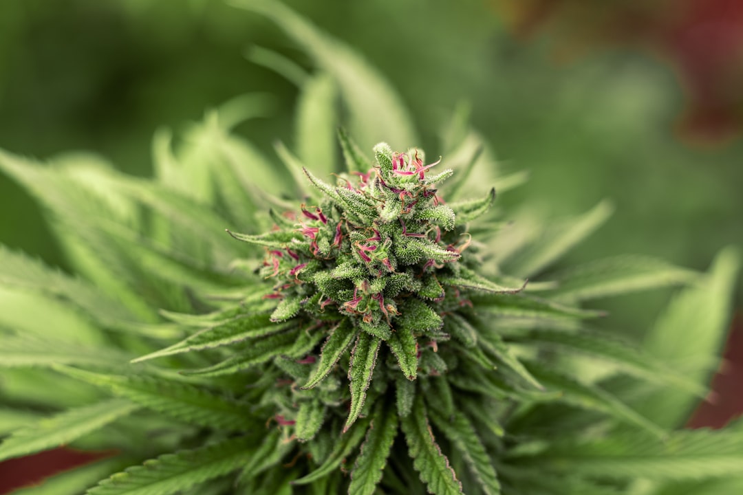 CED Clinic: Personalized Cannabis Medicine 359 University of Arizona Researchers Find Cannabis Terpenes May Alleviate Fibromyalgia and …