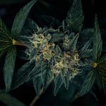 ced unsplash zBqI1tX3xJE