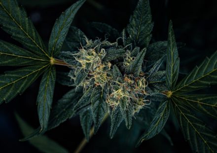 ced unsplash zBqI1tX3xJE