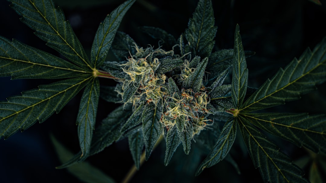 CED Clinic: Personalized Cannabis Medicine 319 CED Cannabis Science Digest: 3 Cannabis Use, Cognition, and Policy Signals Worth Watching