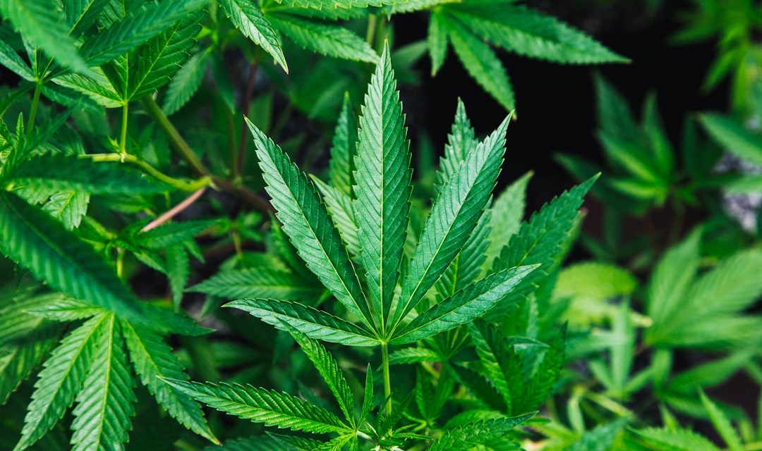 green cannabis plant close-up photography