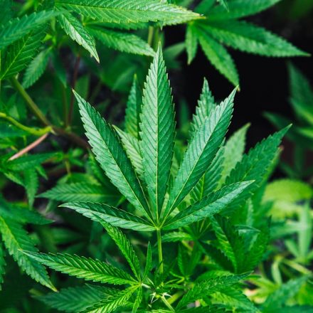green cannabis plant close-up photography