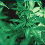 hidden nicotine cotinine levels among young adult
