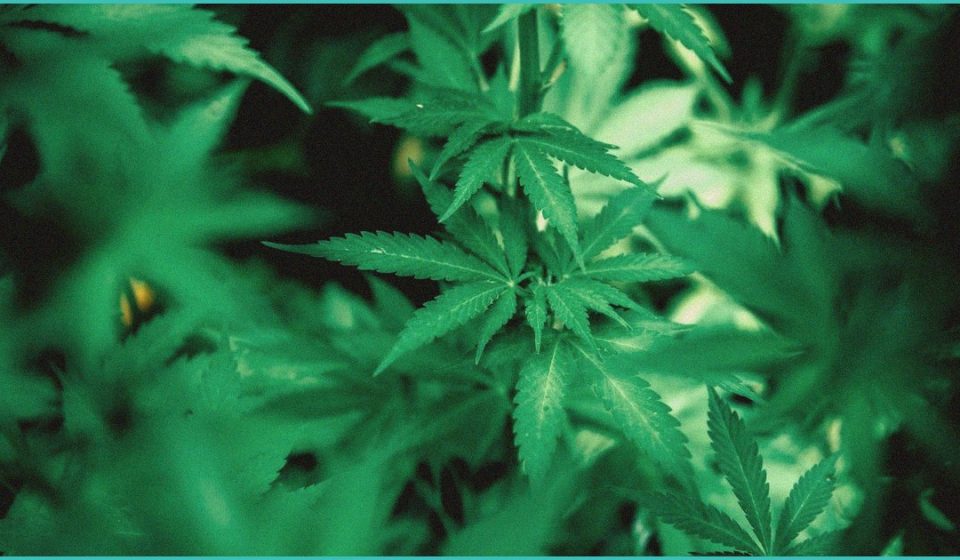 hidden nicotine cotinine levels among young adult