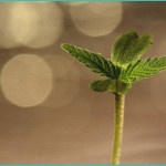 investigating the synergistic effect of the cannab