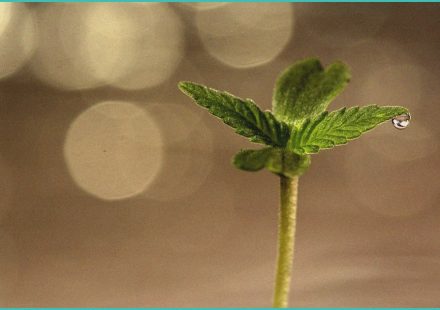 investigating the synergistic effect of the cannab