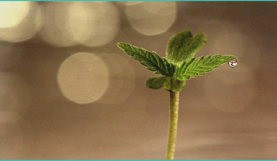 investigating the synergistic effect of the cannab