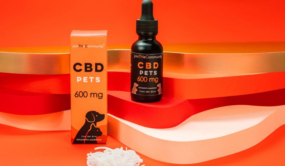 Is CBD Good for Dogs? An Expert Weighs In
