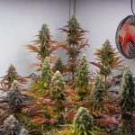 The latest science on cannabis has some good news and bad news
