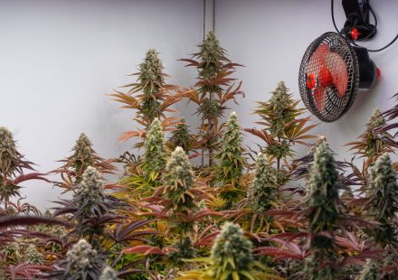 The latest science on cannabis has some good news and bad news
