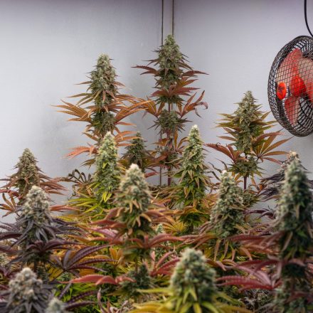 The latest science on cannabis has some good news and bad news