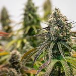 Cannabis Terpenes Enhance THC's Activation of Cannabinoid Receptors, Study Finds