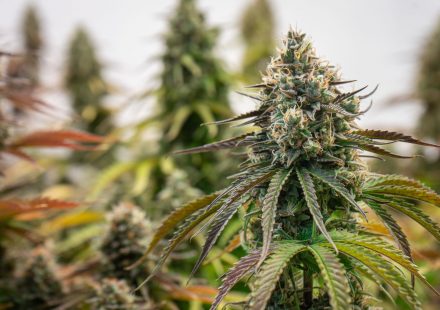 Cannabis Terpenes Enhance THC's Activation of Cannabinoid Receptors, Study Finds