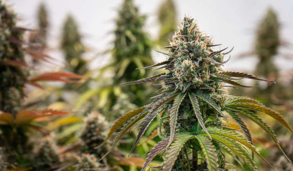 Cannabis Terpenes Enhance THC's Activation of Cannabinoid Receptors, Study Finds