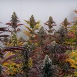 France Submits Long-Awaited Medical Cannabis Decree