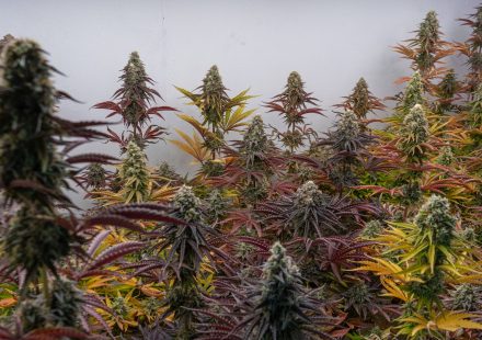 France Submits Long-Awaited Medical Cannabis Decree