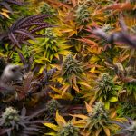 Cannabis Terpenes Enhance THC's Activation of Cannabinoid Receptors, Study Finds