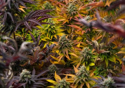 Cannabis Terpenes Enhance THC's Activation of Cannabinoid Receptors, Study Finds
