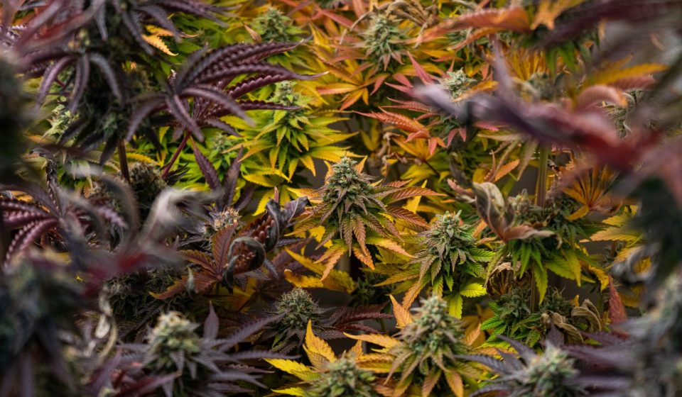 Cannabis Terpenes Enhance THC's Activation of Cannabinoid Receptors, Study Finds