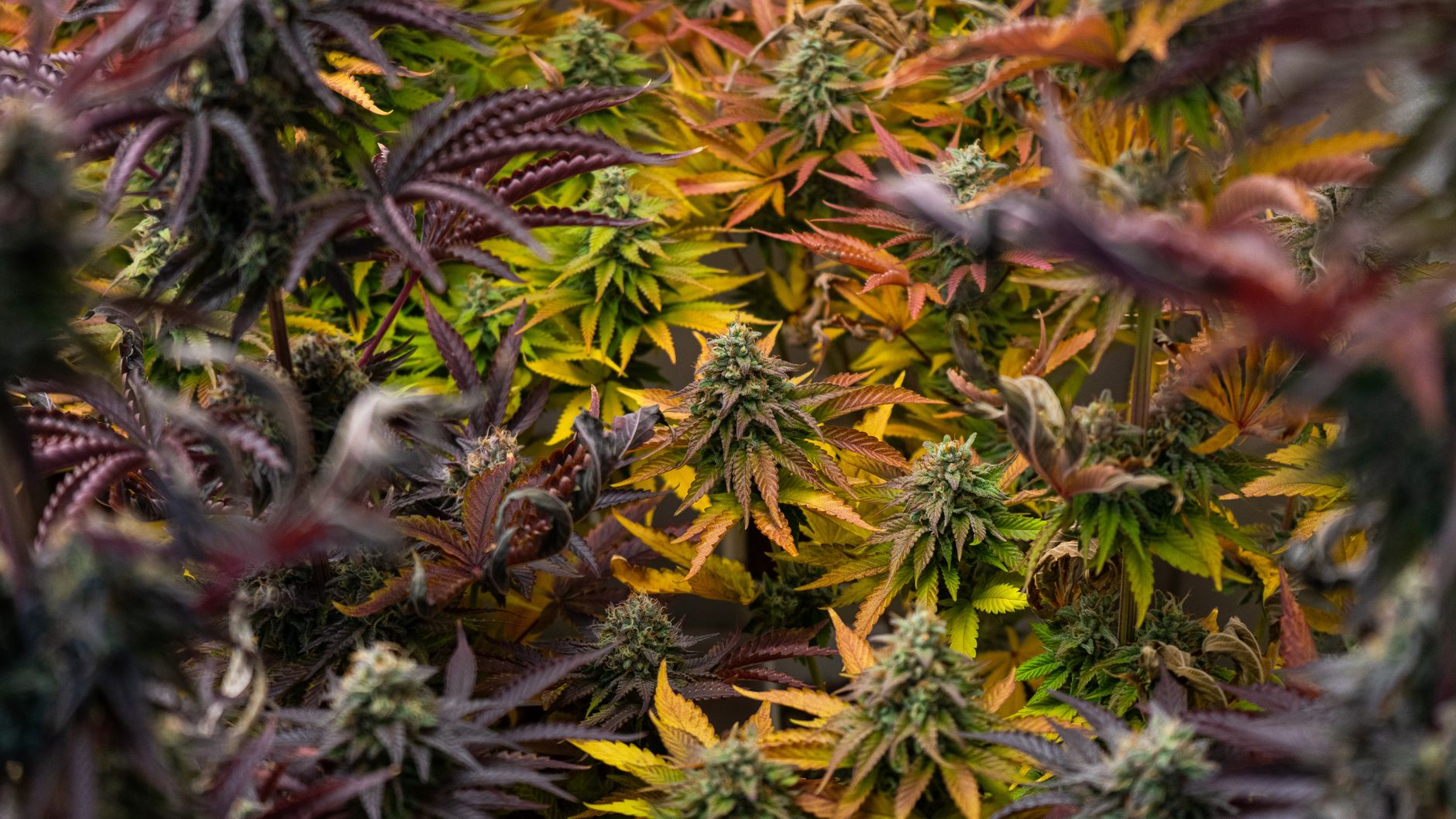 CED Clinic: Personalized Cannabis Medicine 355 How Cannabis Terpene Receptor Modulation Enhances THC Activation