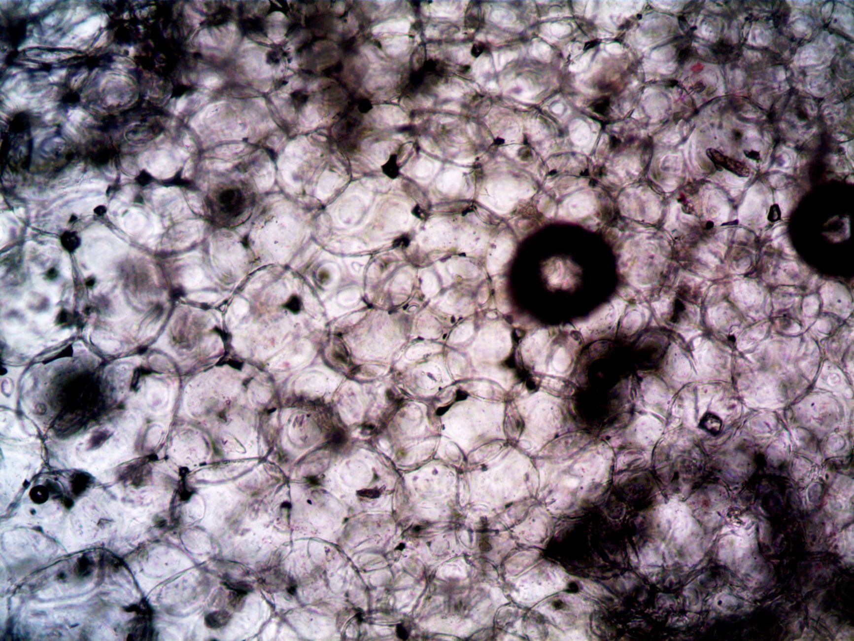 CBD Reduces Brain Inflammation, Partially Restores Immune-Cell Function in Study of Gulf …