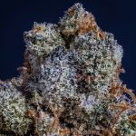 How Cannabis Works: THC, CBD, Terpenes & the Entourage Effect (2026)