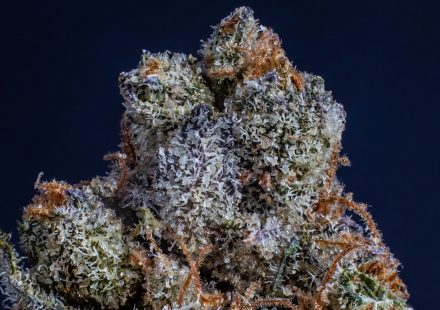 How Cannabis Works: THC, CBD, Terpenes & the Entourage Effect (2026)