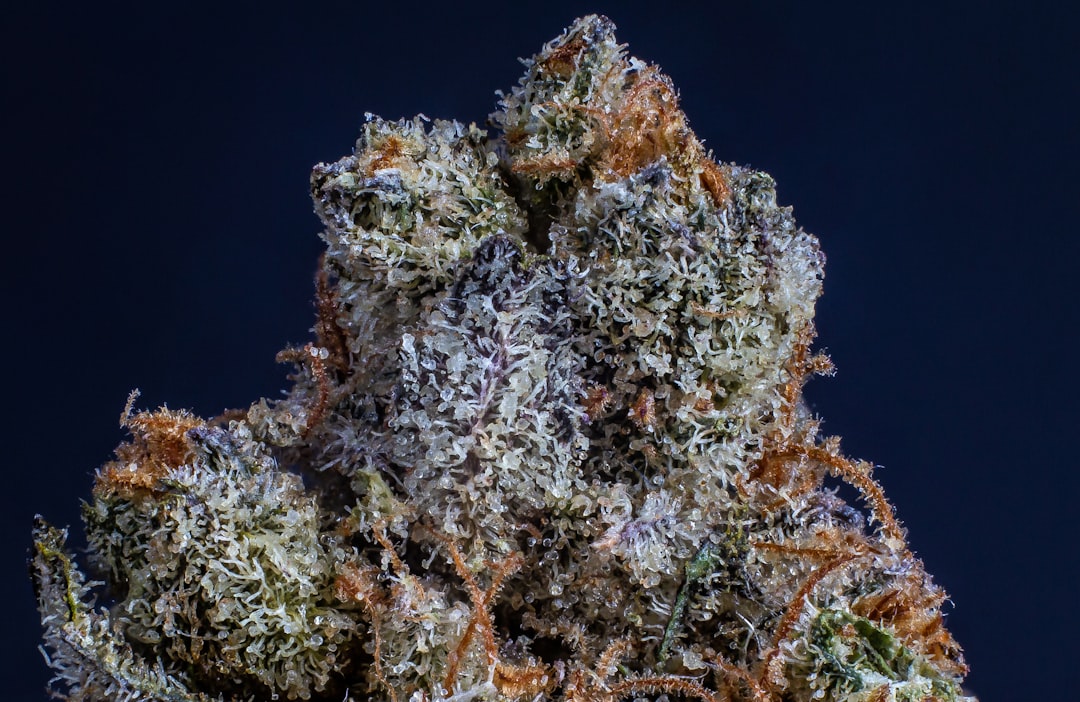 CED Clinic: Personalized Cannabis Medicine 333 How Cannabis Works: THC, CBD, Terpenes & the Entourage Effect (2026)