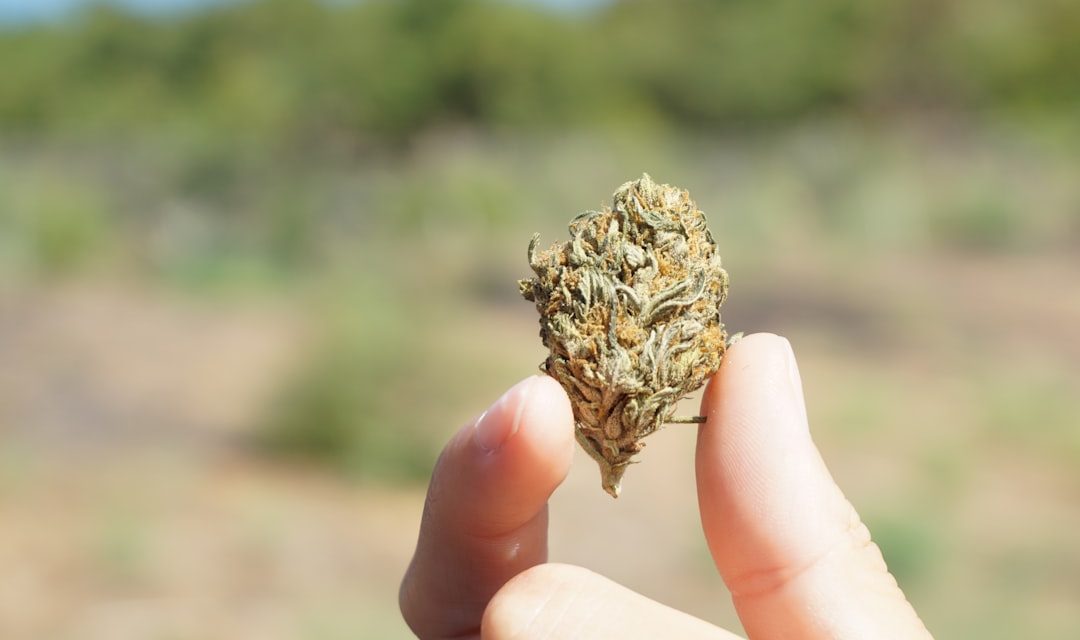 Workplace Absences Decline Following Medical Marijuana Legalization