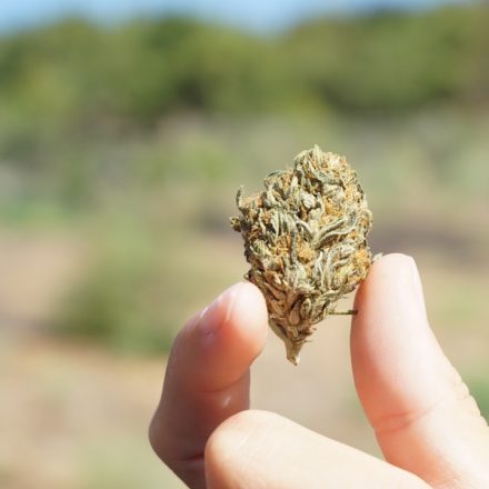Workplace Absences Decline Following Medical Marijuana Legalization