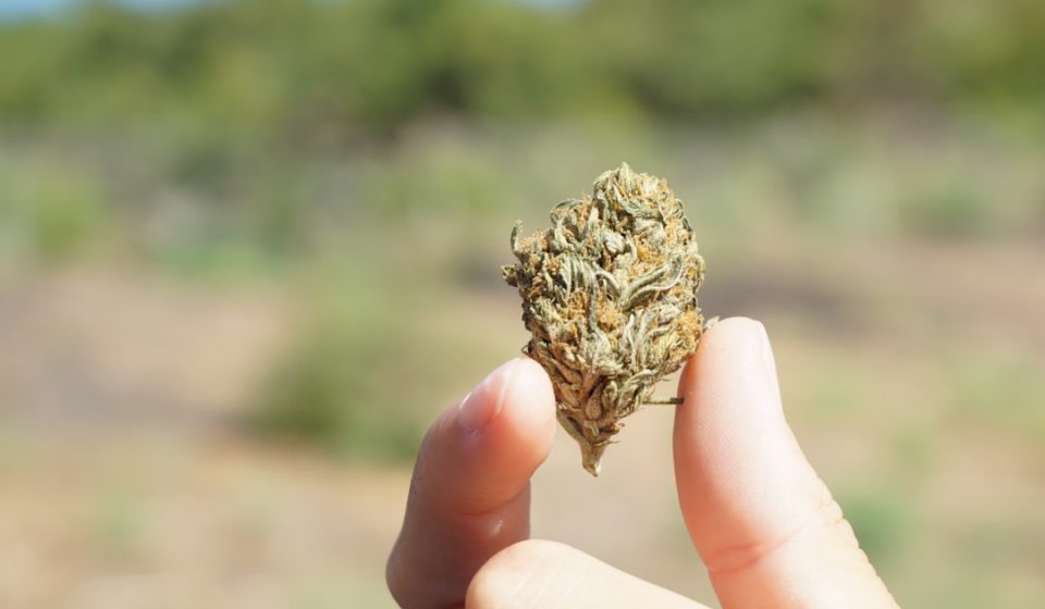Workplace Absences Decline Following Medical Marijuana Legalization