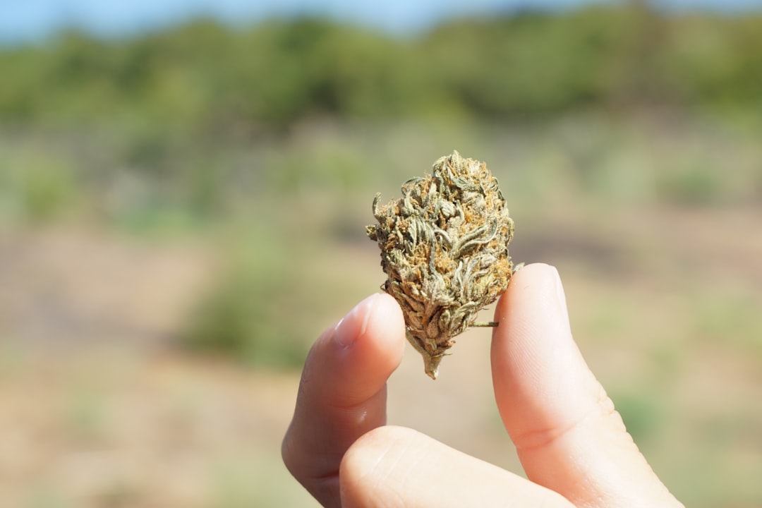Workplace Absences Decline Following Medical Marijuana Legalization