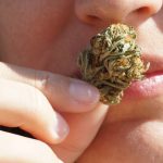 Inhaling high THC cannabis acutely increases inflammation but not insulin sensitivity