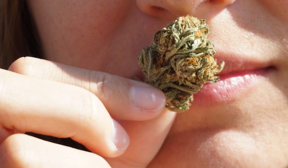 Inhaling high THC cannabis acutely increases inflammation but not insulin sensitivity