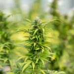 Last Week in Weed July 14-20, 2026: Cannabis Shows Promise for Agitation in Dementia