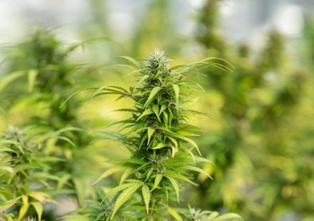 Last Week in Weed July 14-20, 2026: Cannabis Shows Promise for Agitation in Dementia