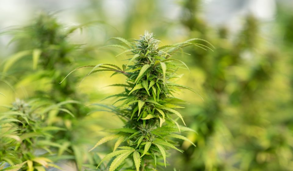 Last Week in Weed July 14-20, 2026: Cannabis Shows Promise for Agitation in Dementia