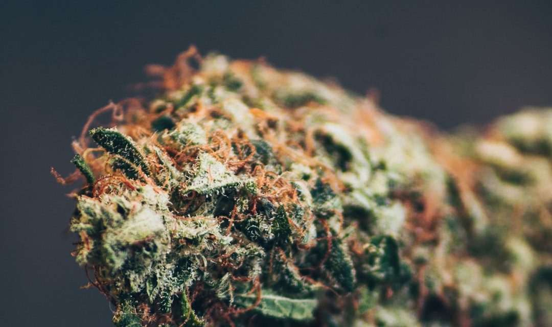 Cannabis Terpenes Guide: 5 Essential Terpenes For DC Patient