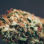 Cannabis Terpenes Guide: 5 Essential Terpenes For DC Patient