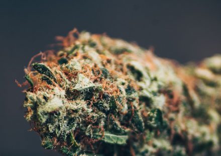 Cannabis Terpenes Guide: 5 Essential Terpenes For DC Patient