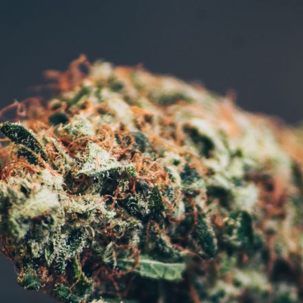 Cannabis Terpenes Guide: 5 Essential Terpenes For DC Patient