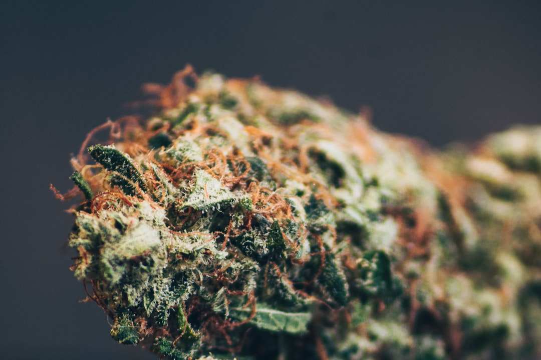 CED Clinic: Personalized Cannabis Medicine 332 Cannabis Terpenes Guide: 5 Essential Terpenes For DC Patient