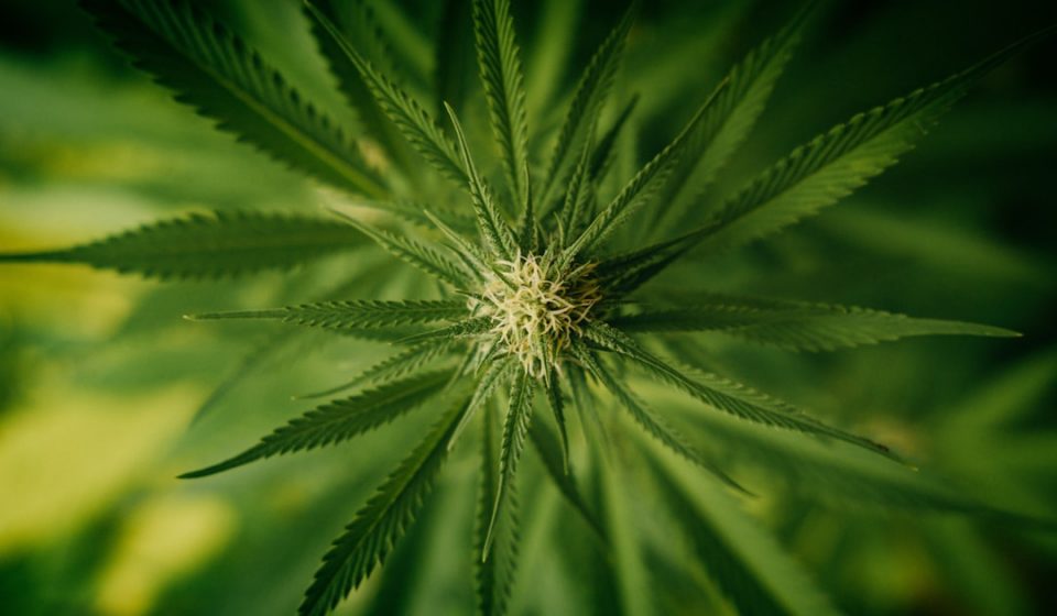 Cannabis Combination Eased End-of-Life Agitation in Dementia Patients